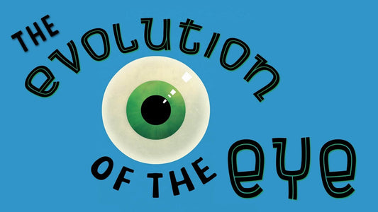 The Evolution of the Human Eye
