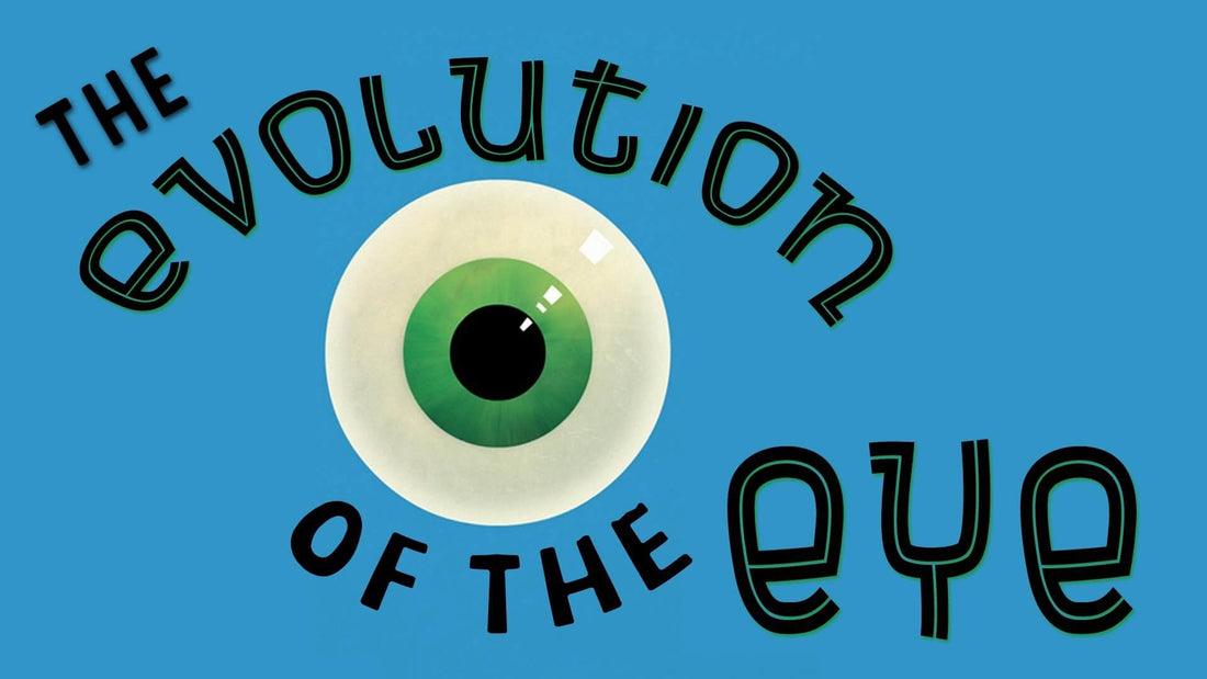 The Evolution of the Human Eye